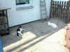 Minka und Smokey