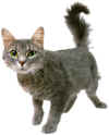 Katze1.jpg (145166 Byte)