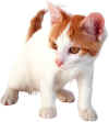 Katze2.jpg (137375 Byte)