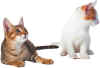 Katze3.jpg (127273 Byte)
