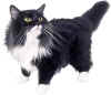 Katze4.jpg (164847 Byte)