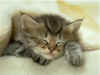 D�se-Katze